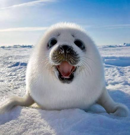 Luc Tran seal
